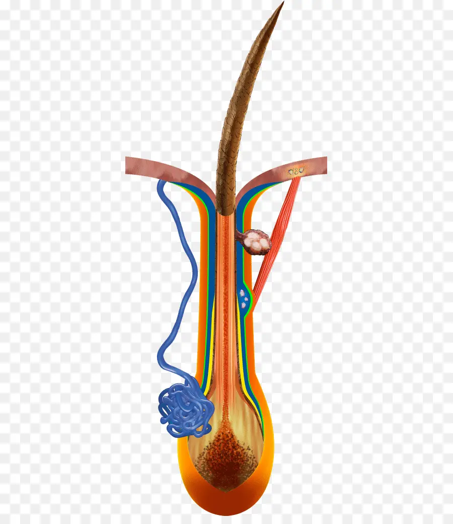 Anatomie，Les Muscles Rude épreuve Cheveux PNG