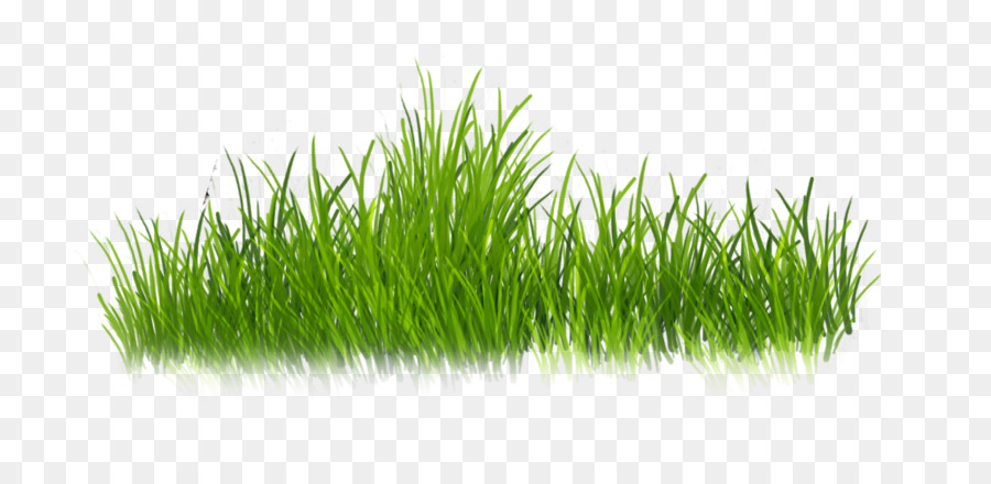 Herbe，Pelouse PNG