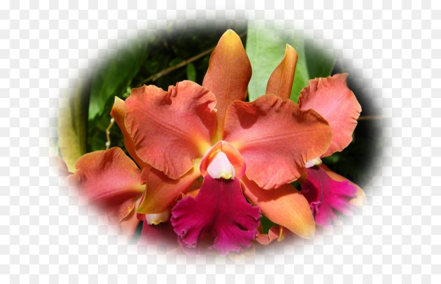 Des Orchidées Cattleya，Teigne Des Orchidées PNG