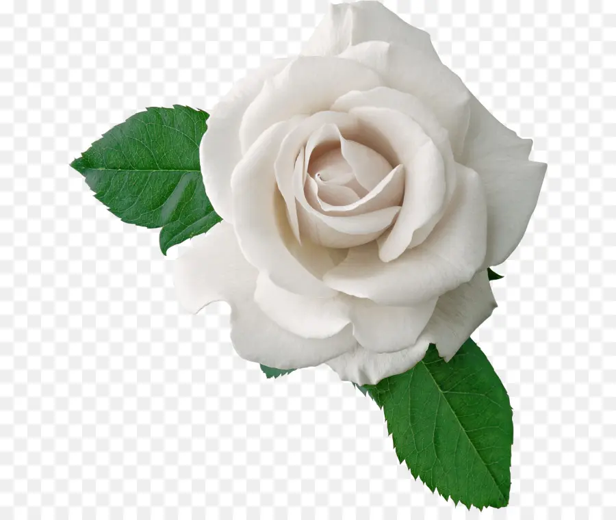 Rose Blanche，Feuilles PNG