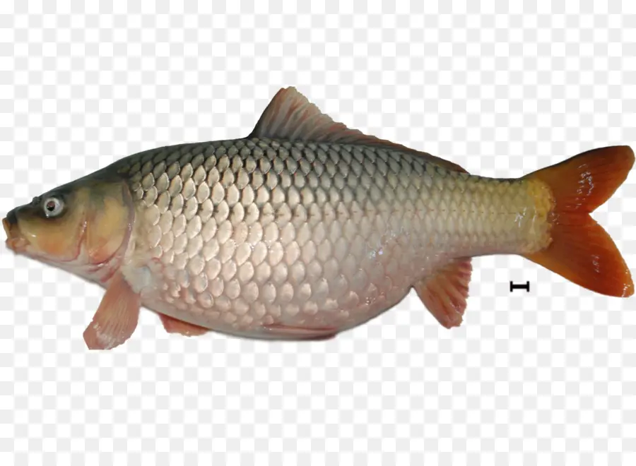 Poisson，Aquatique PNG