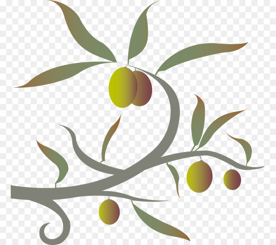 Olive，Brindille PNG