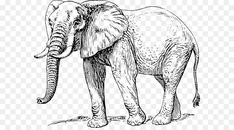 Éléphant，Faune PNG