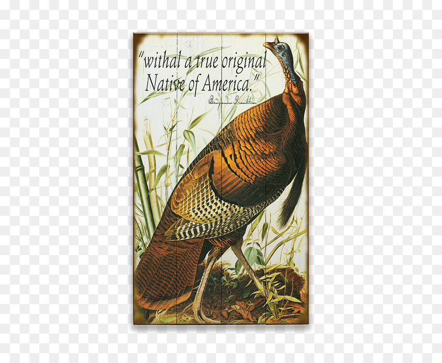 Les Oiseaux D Amérique，La Turquie PNG