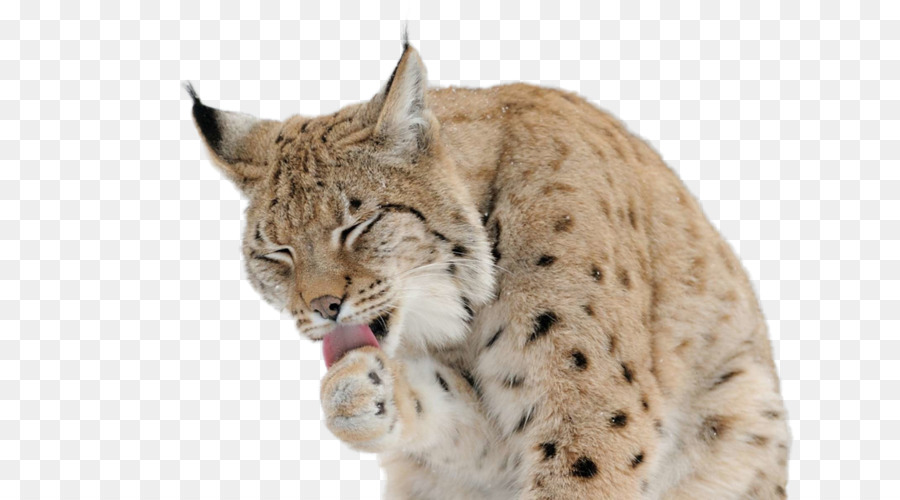 Le Lynx D Eurasie，Felidae PNG
