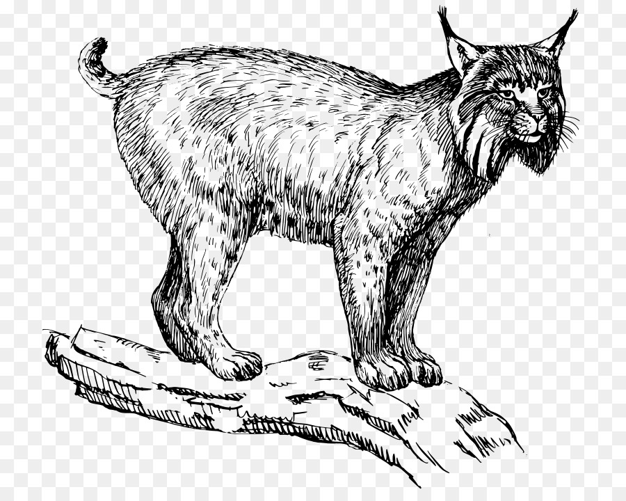 Le Lynx D Eurasie，Wildcat PNG