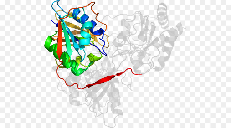 Structure Des Protéines，Molécule PNG