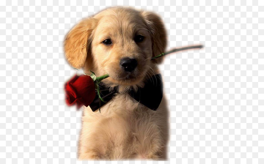 Chiot Avec Rose，Chien PNG