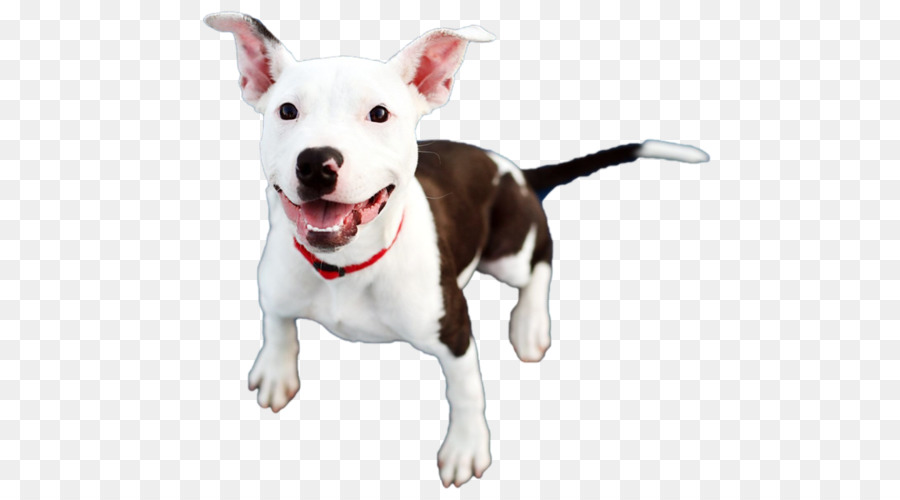 Bull Terrier，Chien PNG