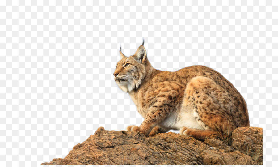 Le Lynx D Eurasie，Yandex PNG