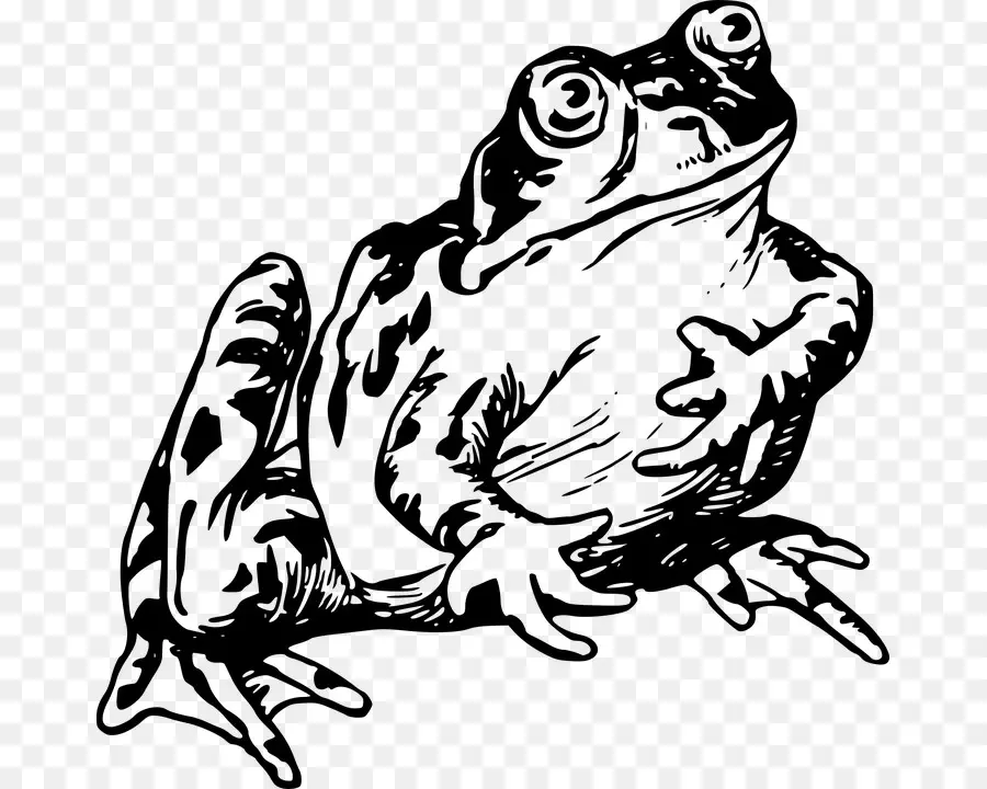Grenouille，Grenouille Rousse PNG