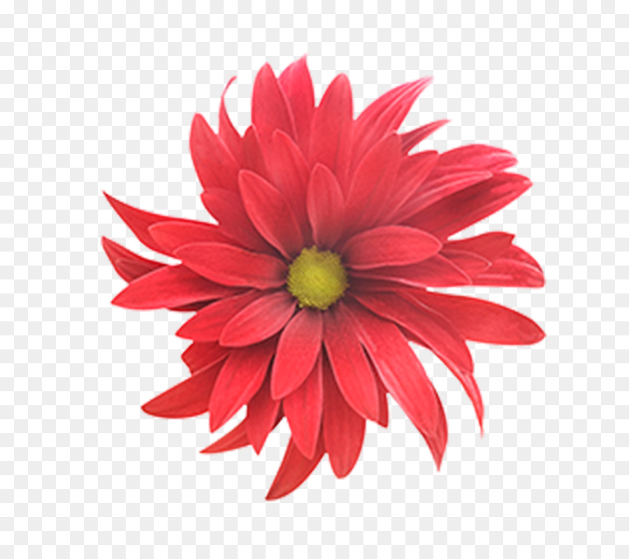 Fleur，Floraison PNG