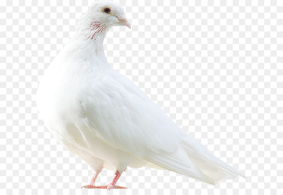 Colombe Blanche，Pigeon PNG