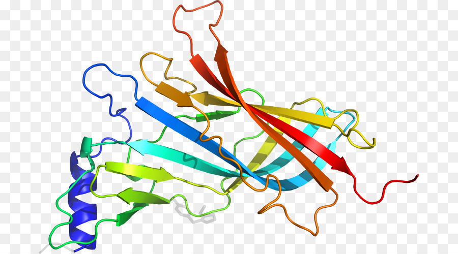 Structure Des Protéines，Biologie PNG