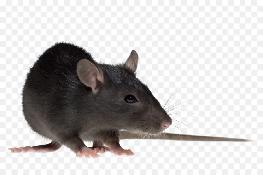 Rat，Rongeur PNG