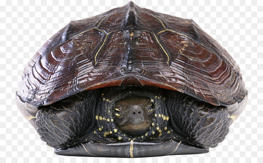 Tortue，Reptile PNG