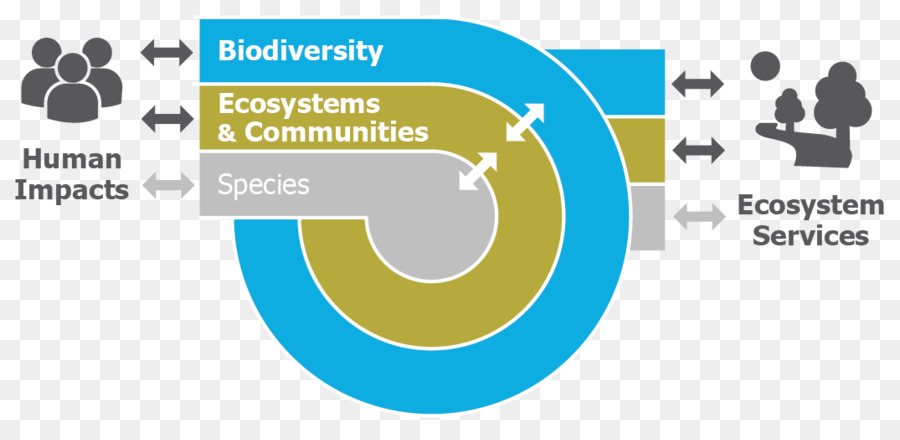 Université De Leiden，Biodiversité PNG