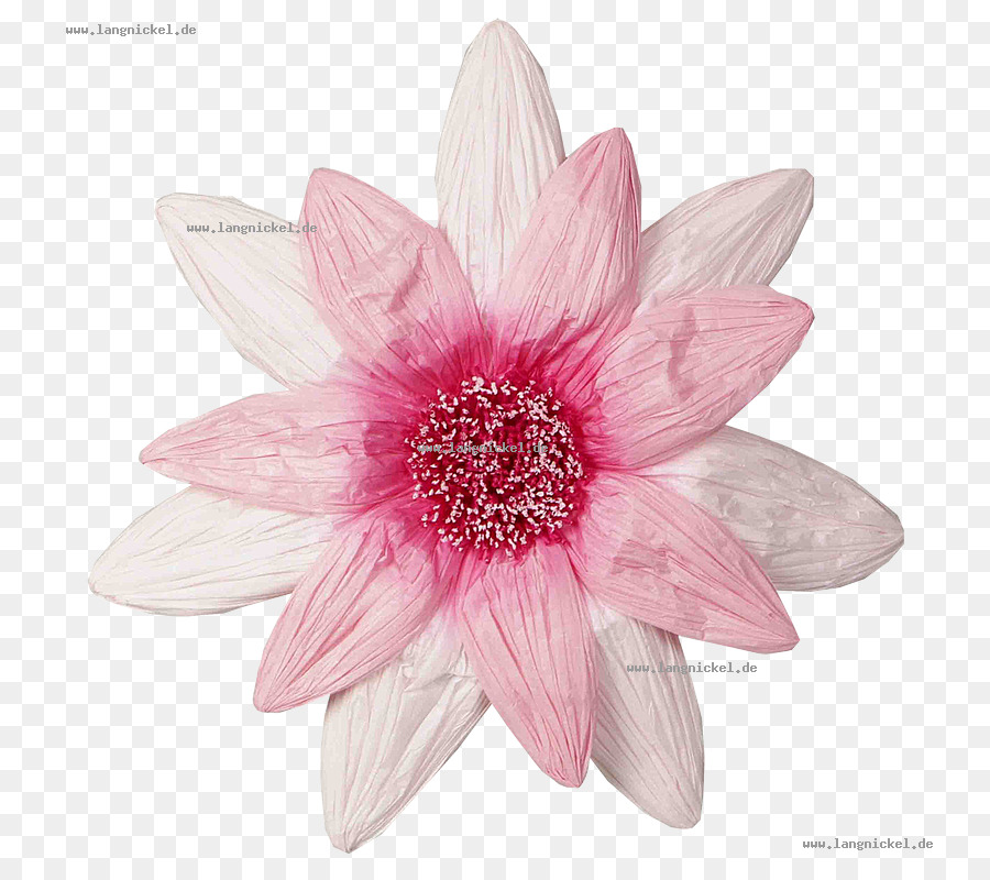 Dahlia，Les Fleurs Coupées PNG