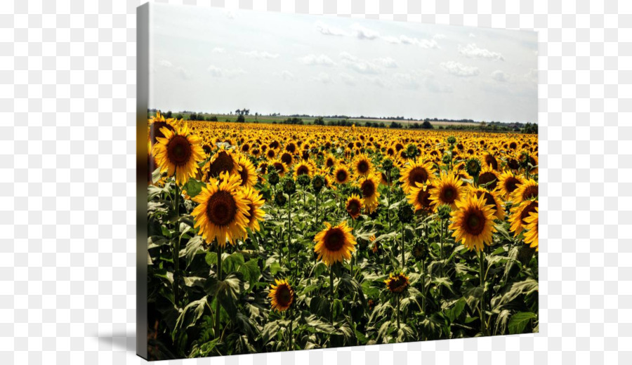 Commune De Tournesol，La Graine De Tournesol PNG