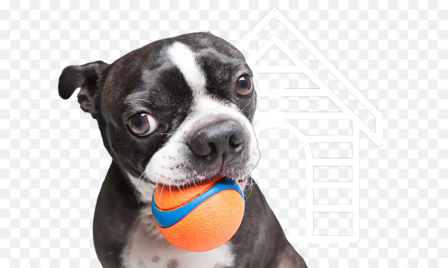 Boston Terrier，Animal De Compagnie PNG