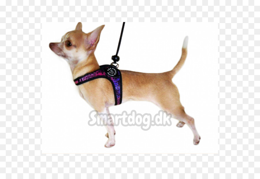 Chihuahua，Chiot PNG