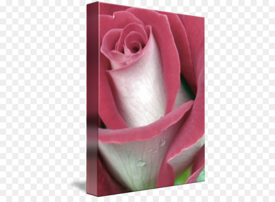 Les Roses De Jardin，Chou Rose PNG