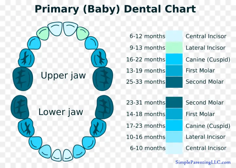 Tableau Dentaire Pour Bébé，Dents PNG