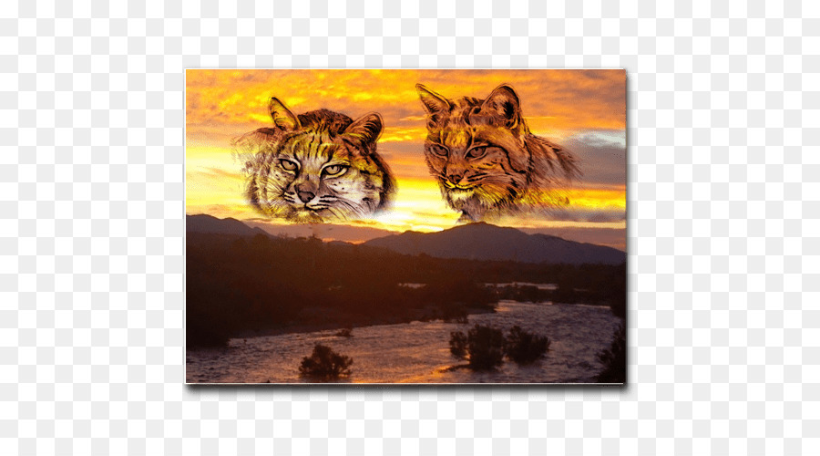 Tigre，Bobcat PNG