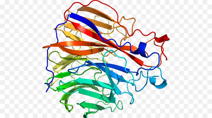 Structure Protéique Colorée，Biologie PNG