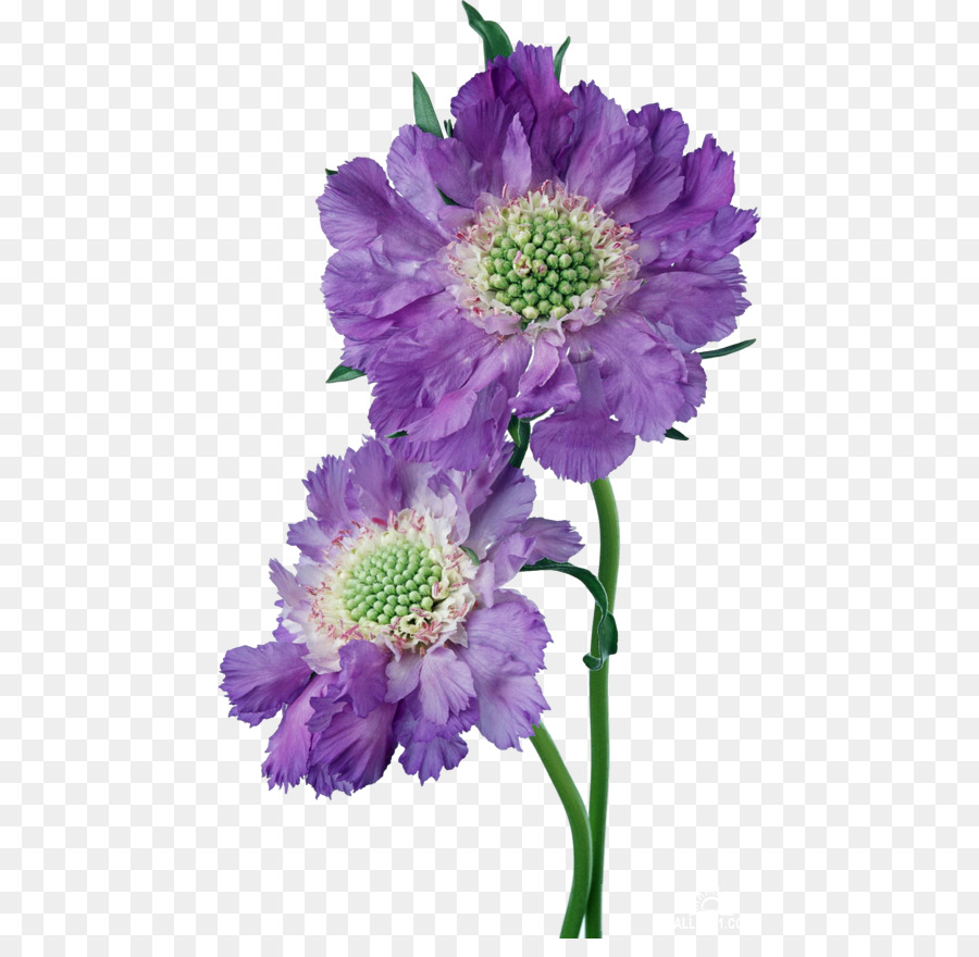 Fleur，Rose PNG