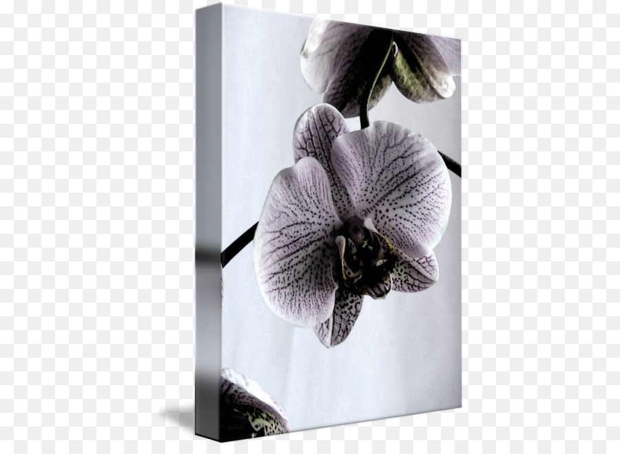 Teigne Des Orchidées，Violet PNG