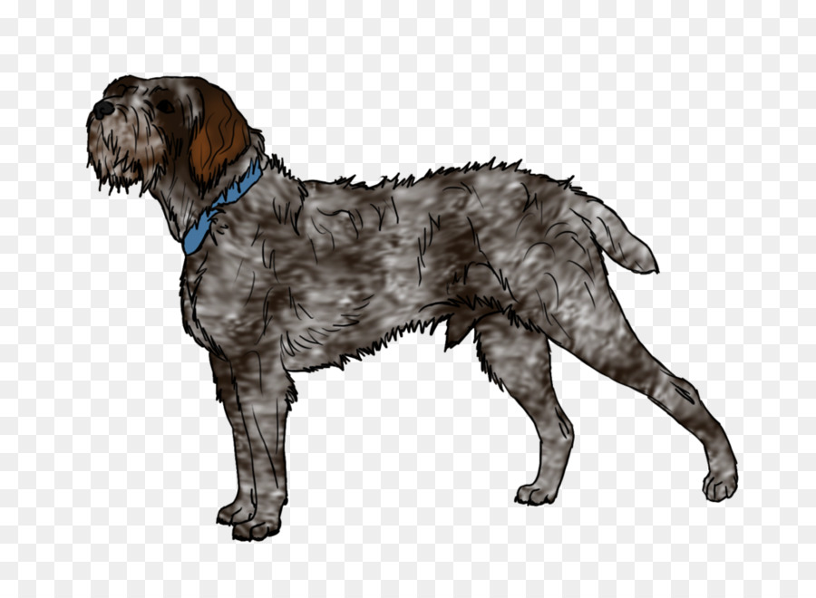 Wirehaired Griffon De Pointage，Spinone Italien PNG