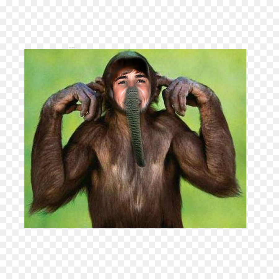 Chimpanzé Commun，Singe PNG