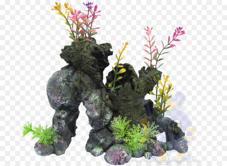 Plante D'appartement，Aquarium PNG