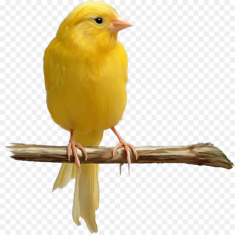 Oiseau Jaune，Oiseau PNG