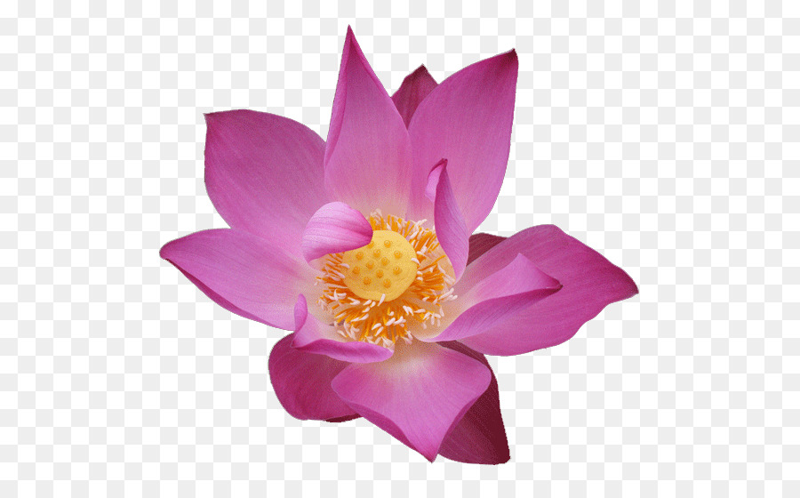 Lotus Rose，Floraison PNG