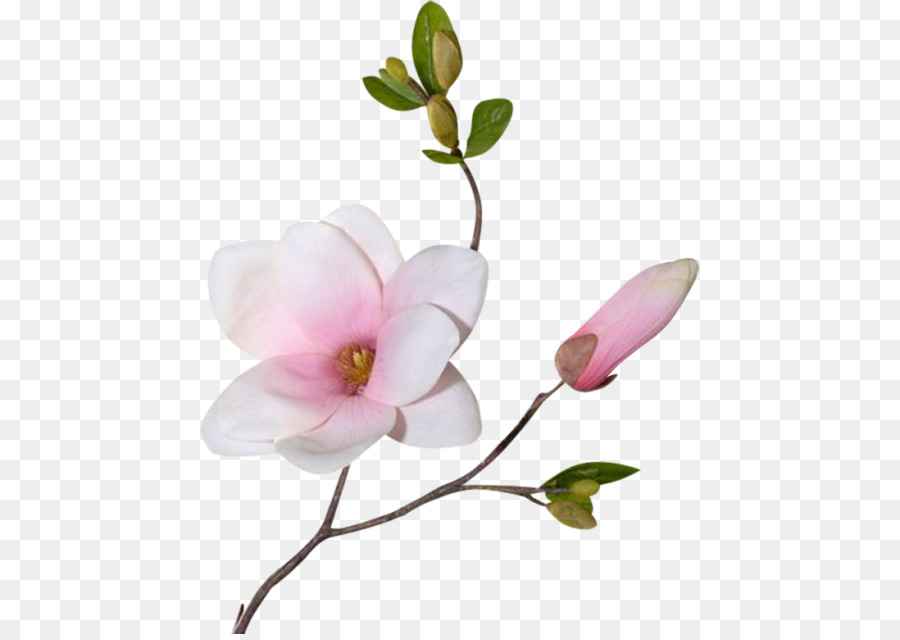 Fleur De Magnolia，Fleurir PNG