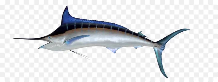 Makaire Bleu De L Atlantique，Marlin Noir PNG