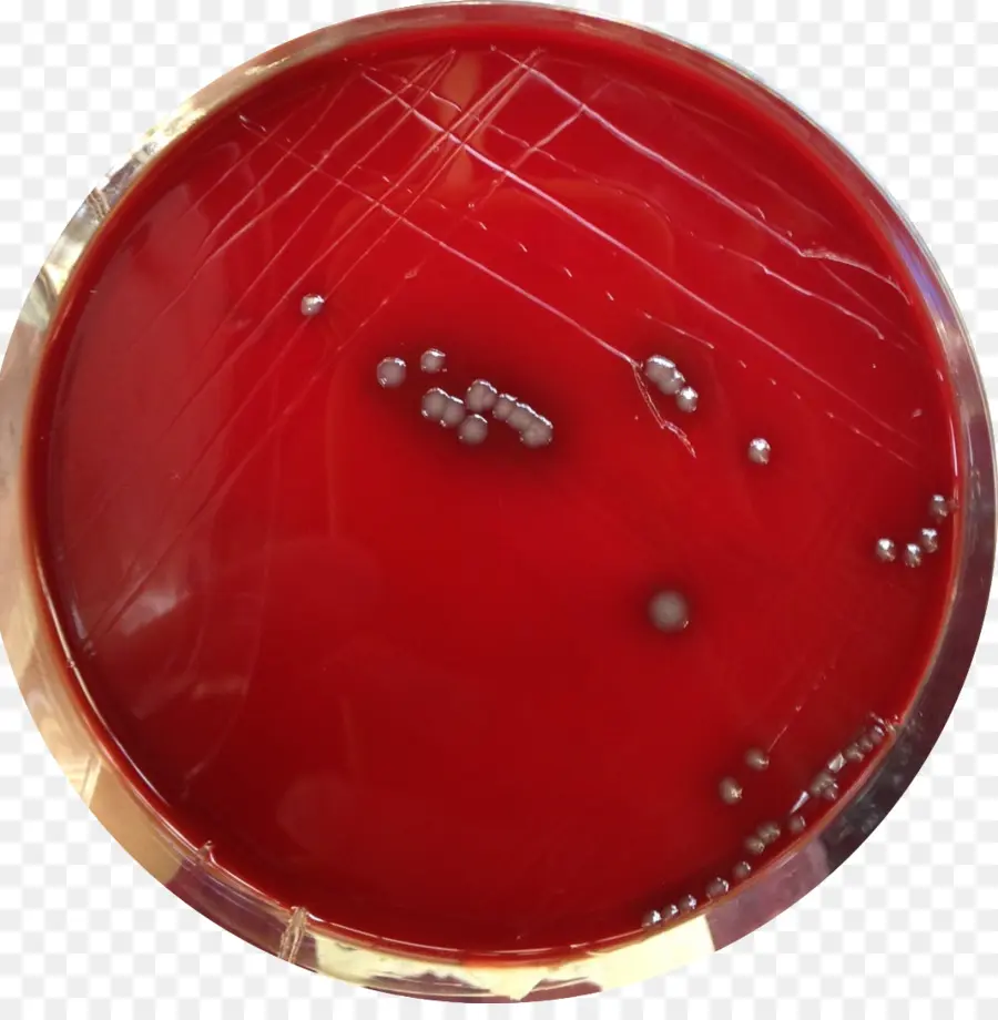 Staphylococcus Aureus，De Sorte Que Le PNG