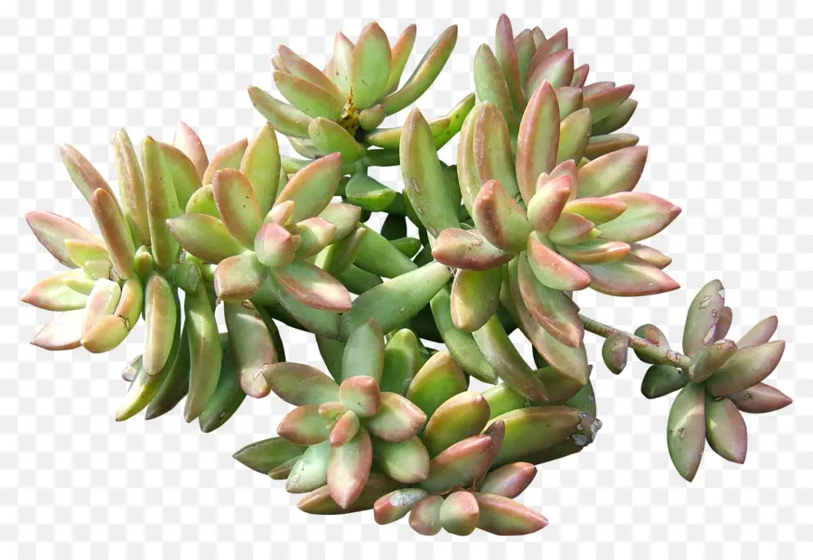 Plante Succulente，Vert PNG