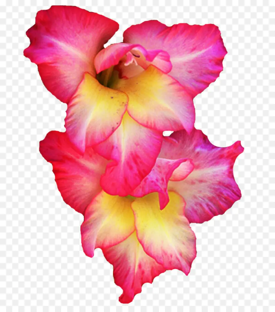 Fleurs，Rose PNG