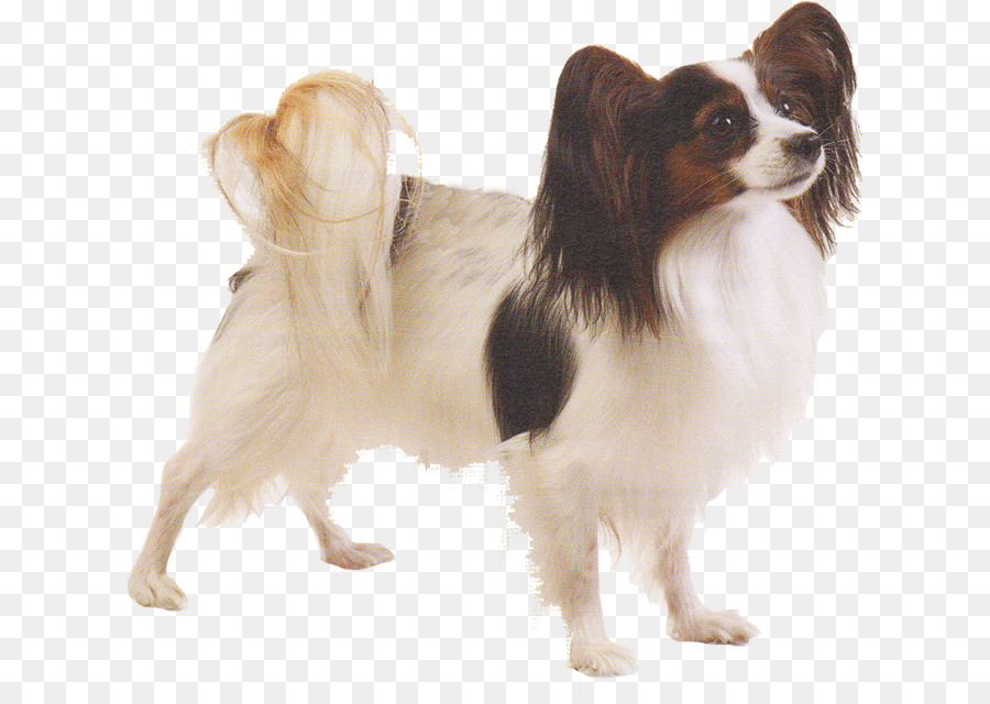 Chien Papillon，Animal De Compagnie PNG