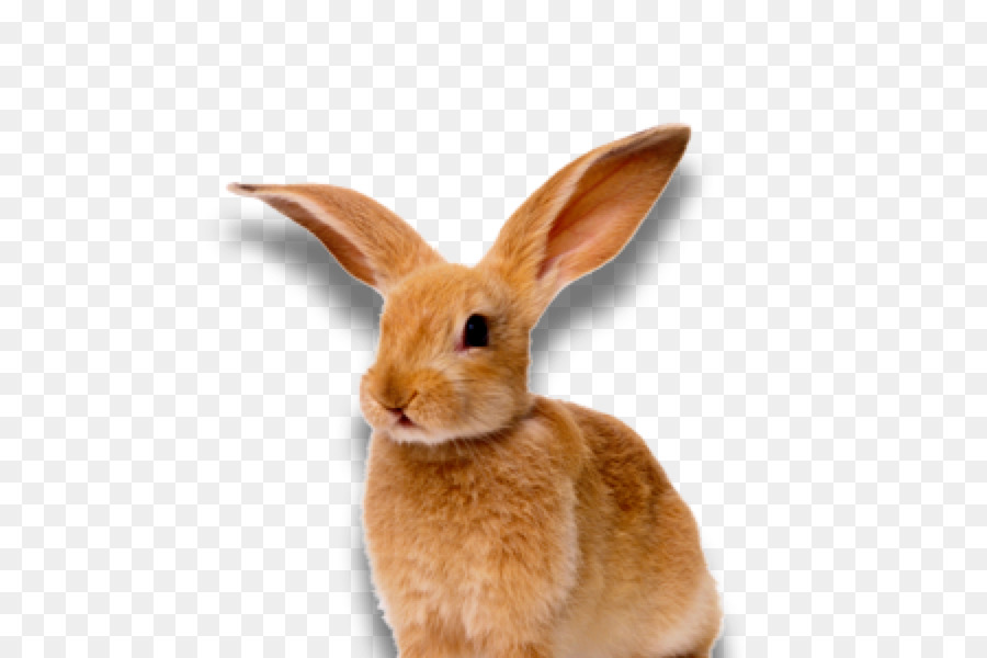 Lapin，Animal De Compagnie PNG