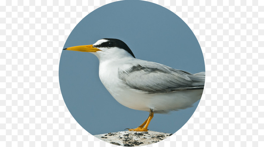 Oiseau，Oiseau De Mer PNG