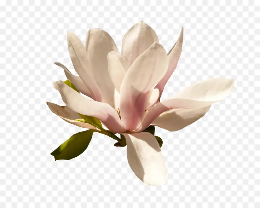 Magnolia，Pétale PNG