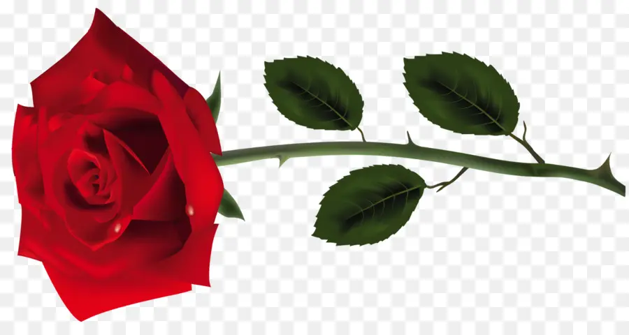 Roses Rouges，Fleurs PNG