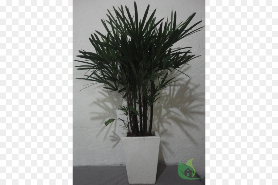 Arecaceae，Pot De Fleur PNG