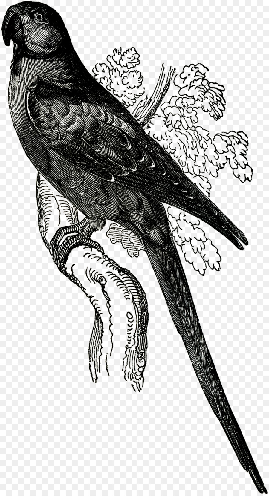 Oiseau，Plumes PNG