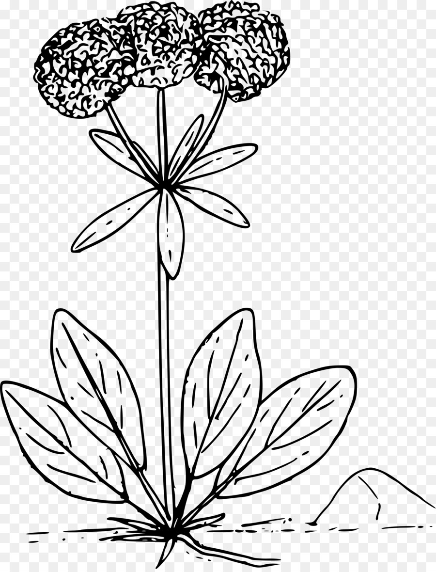 Fleurs Sauvages，Fleur PNG