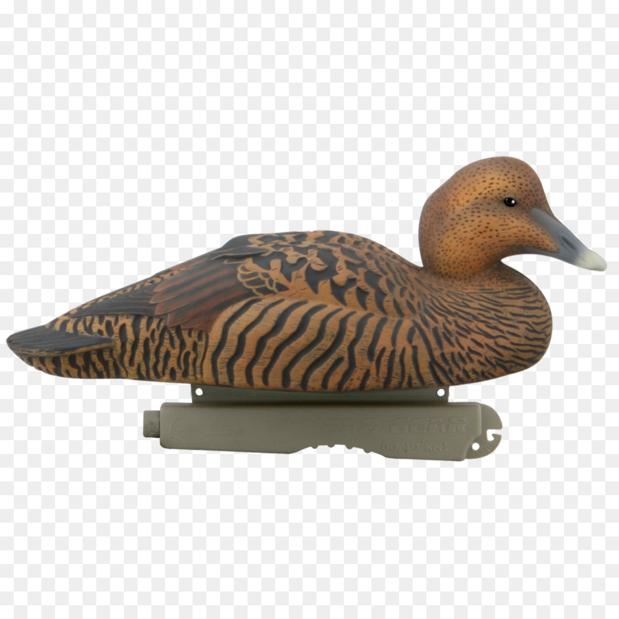 Mallard，Oie PNG